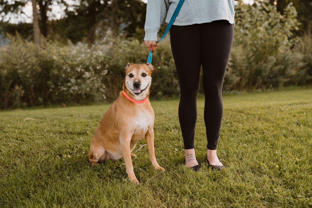 Johnson City Photographer, photography near me, johnson city, elizabethton tennessee, The Tilly Project, EOL pet photo