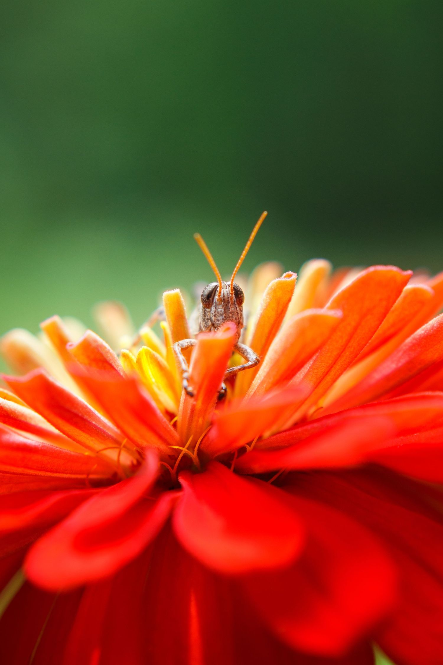 Grasshopper perched on vibrant red and orange flower petals in macro detail.