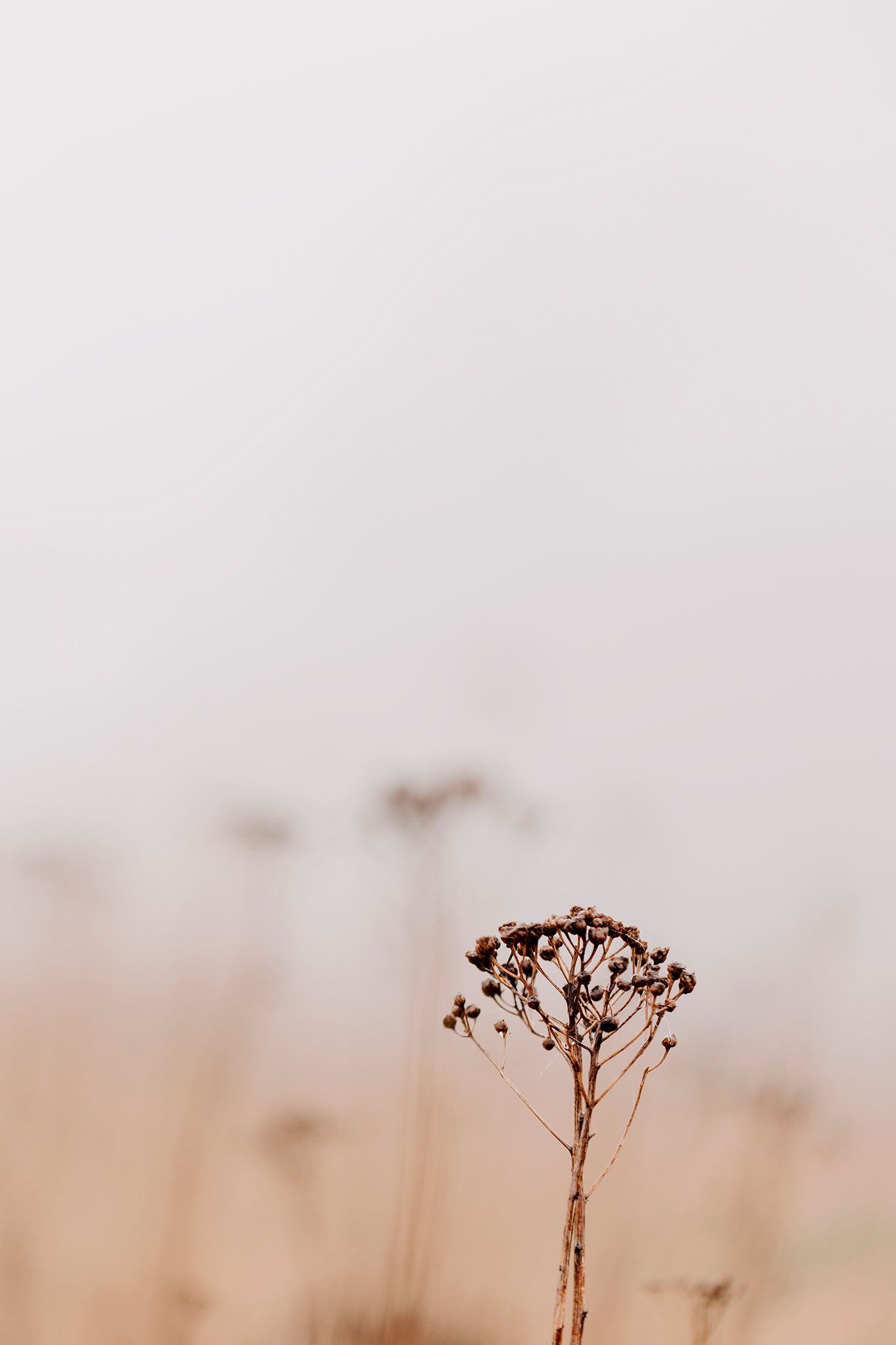 Minimalistisk naturfotografi af en tørret blomsters silhuet mod en tåget himmel.