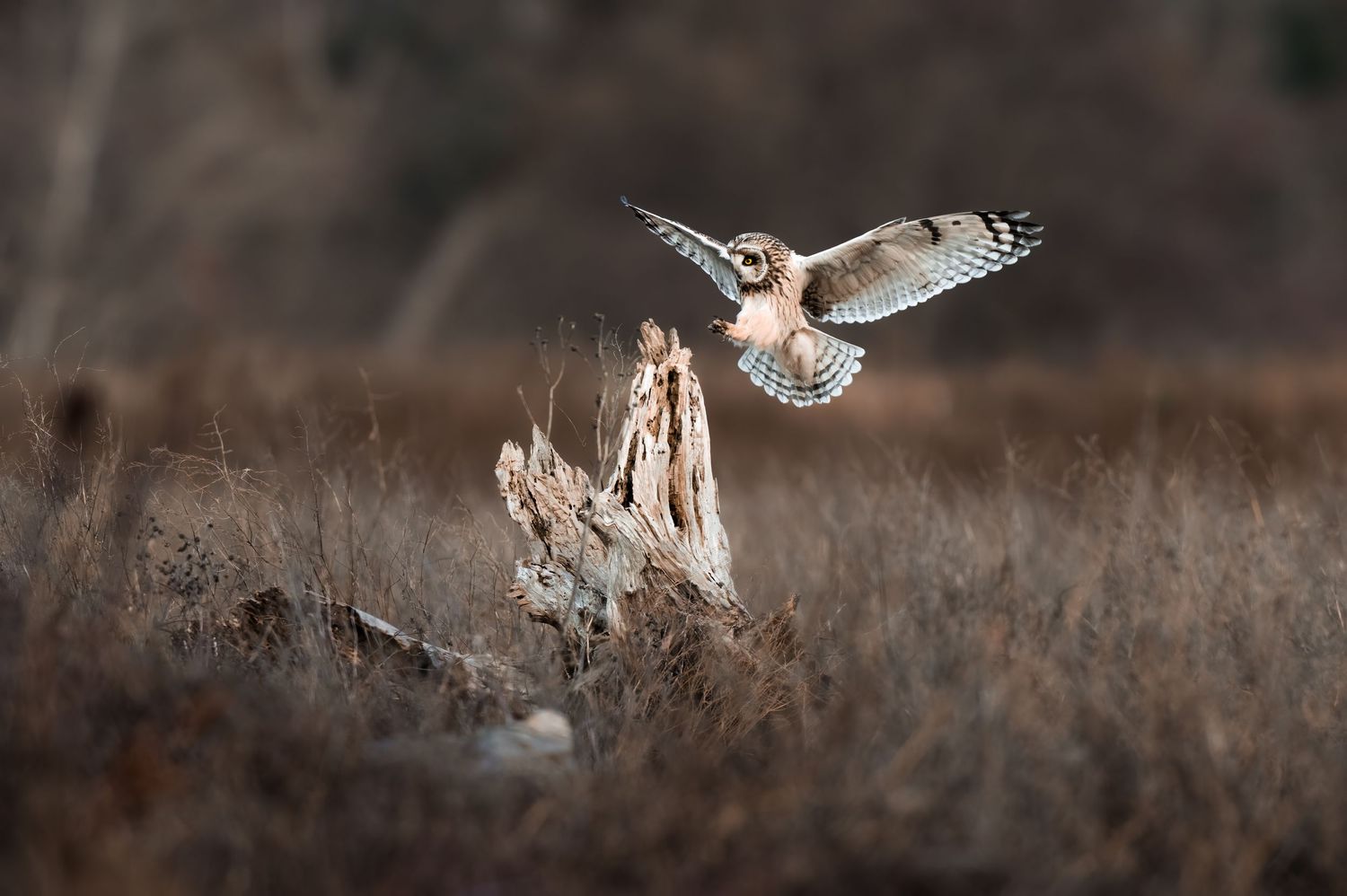 Short Eared Owl landing on driftwood