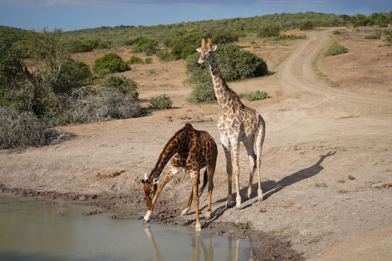 Two giraffes bending down to drink water from a watering hole.