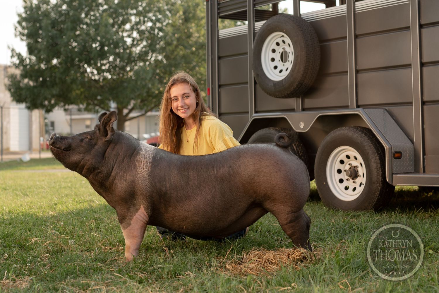 A black and pink show pig stands next to a livestock trailer while being shown.