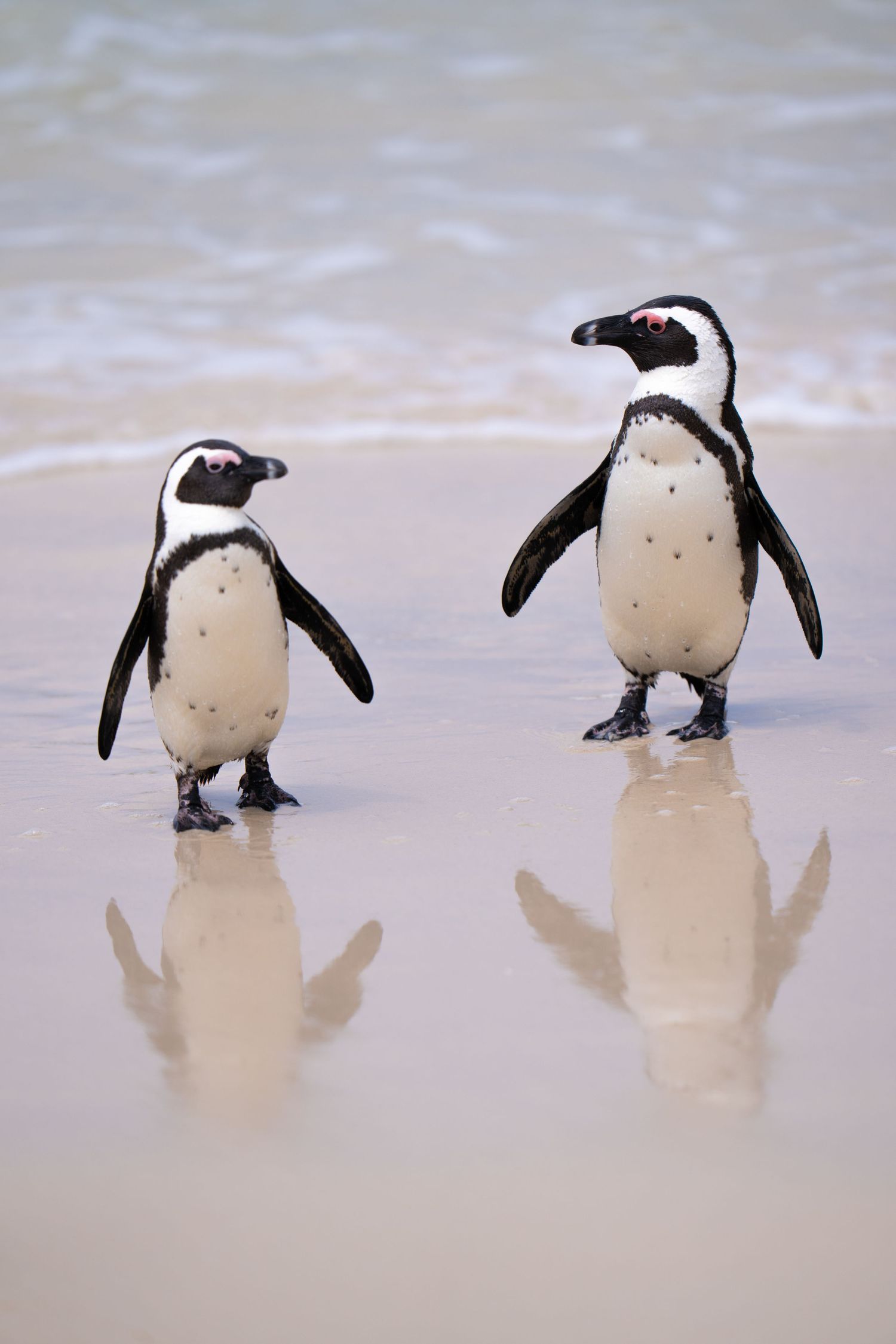 African penguins walking along sandy beach with reflections in shallow water.