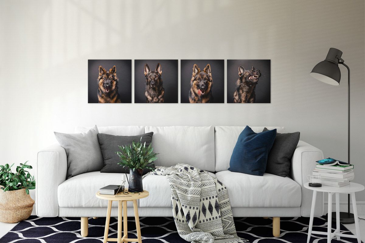 Contemporary living room with four stylish dog portraits above gray sofa and geometric rug.