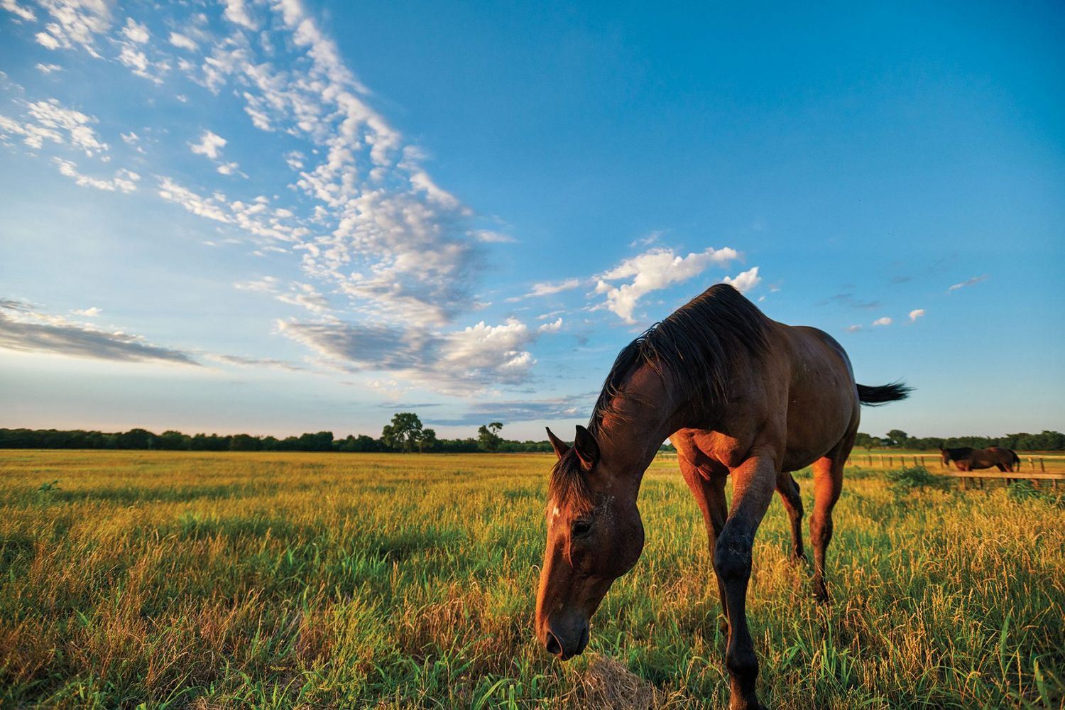 Horse