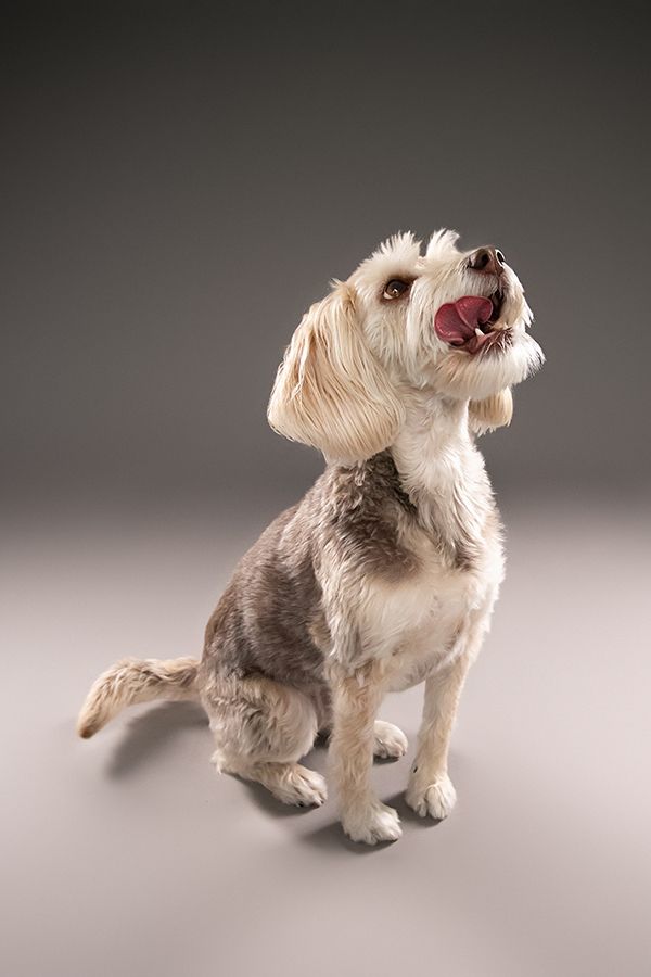 Chilliwack Dog Photographer - Best in Creations