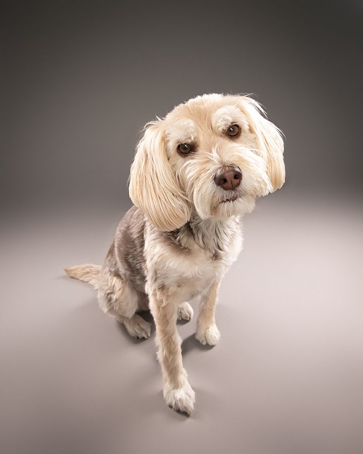 Chilliwack Dog Photographer - Best in Creations