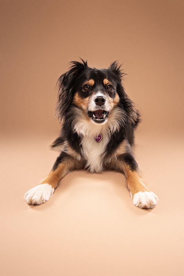 Chilliwack Dog Photographer - Best in Creations