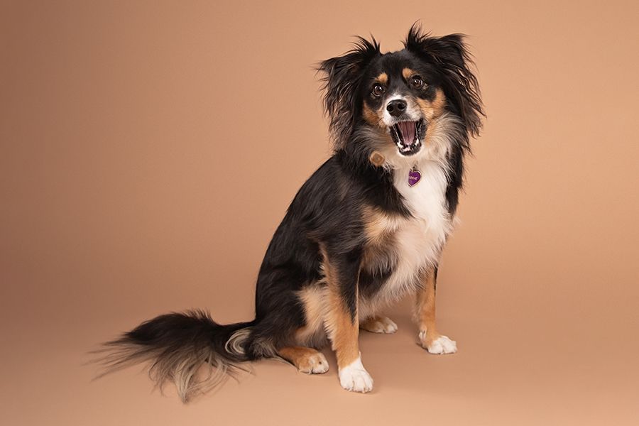 Chilliwack Dog Photographer - Best in Creations