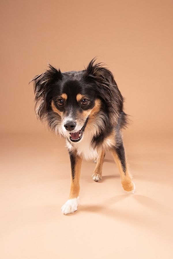 Chilliwack Dog Photographer - Best in Creations