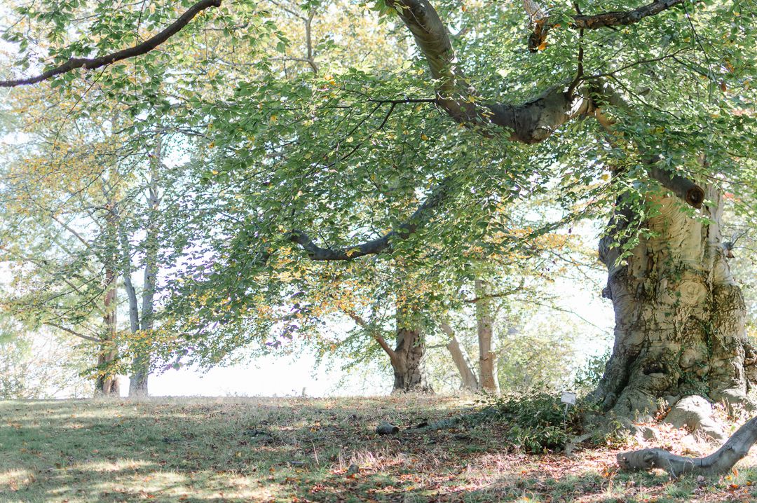 Massive old beech tree with sprawling branches in a sunlit park with green foliage in autumn.