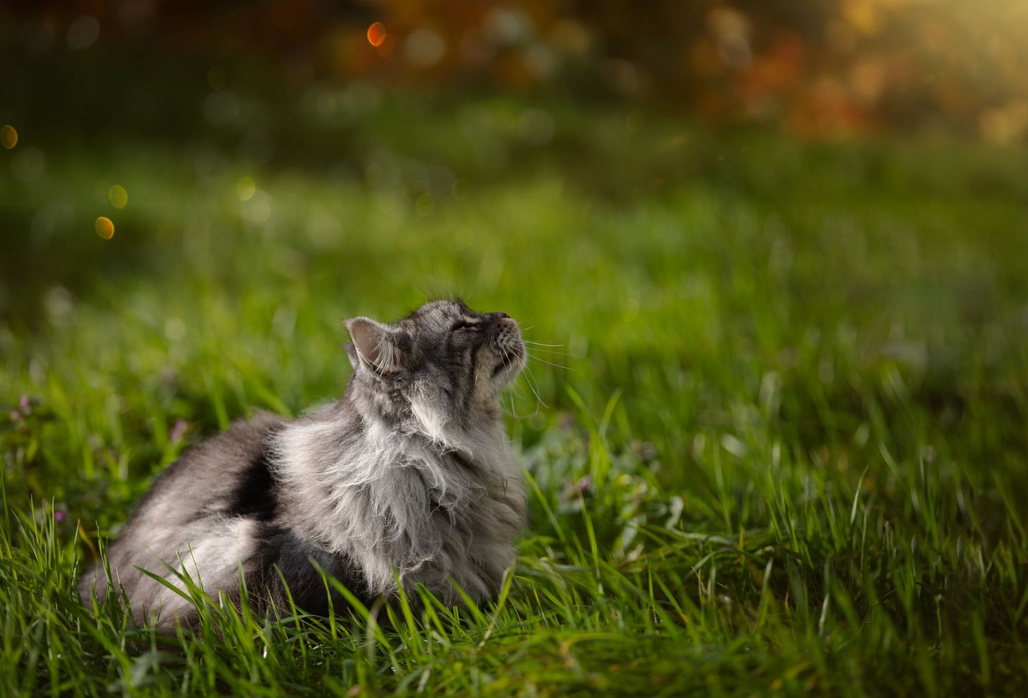 Professional Pet Photography in Melbourne -  A portrait of a Maine Coon cat posing in a field.