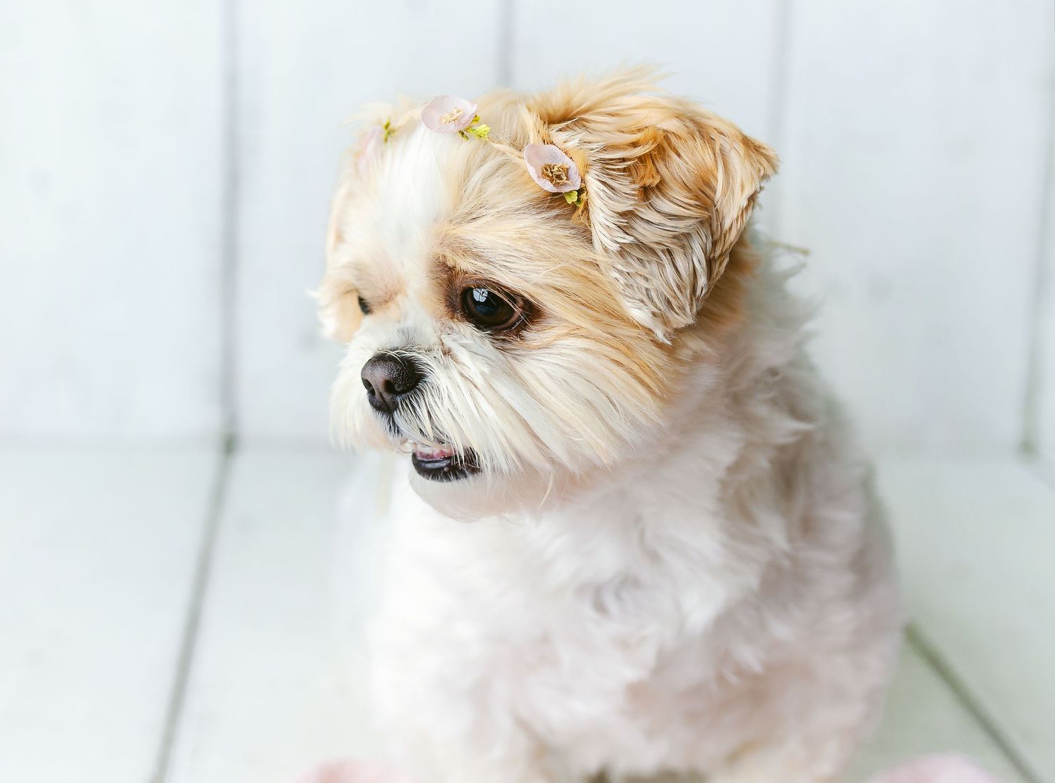 A profile shot of a older dog. Greenville SC Boudoir, Easley SC Boudoir, Upstate SC boudoir