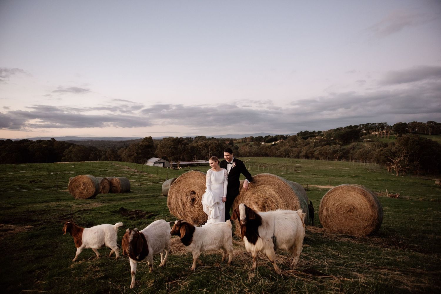 Newlyweds surrounded by sheep and hay bales in a rustic farm field at dusk.
