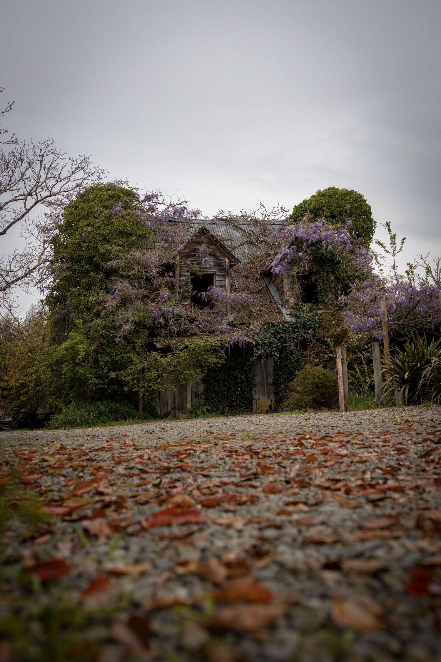 A view from a gravel path leading to a crumbling, vine-covered building, surrounded by dense foliage and overcast skies.