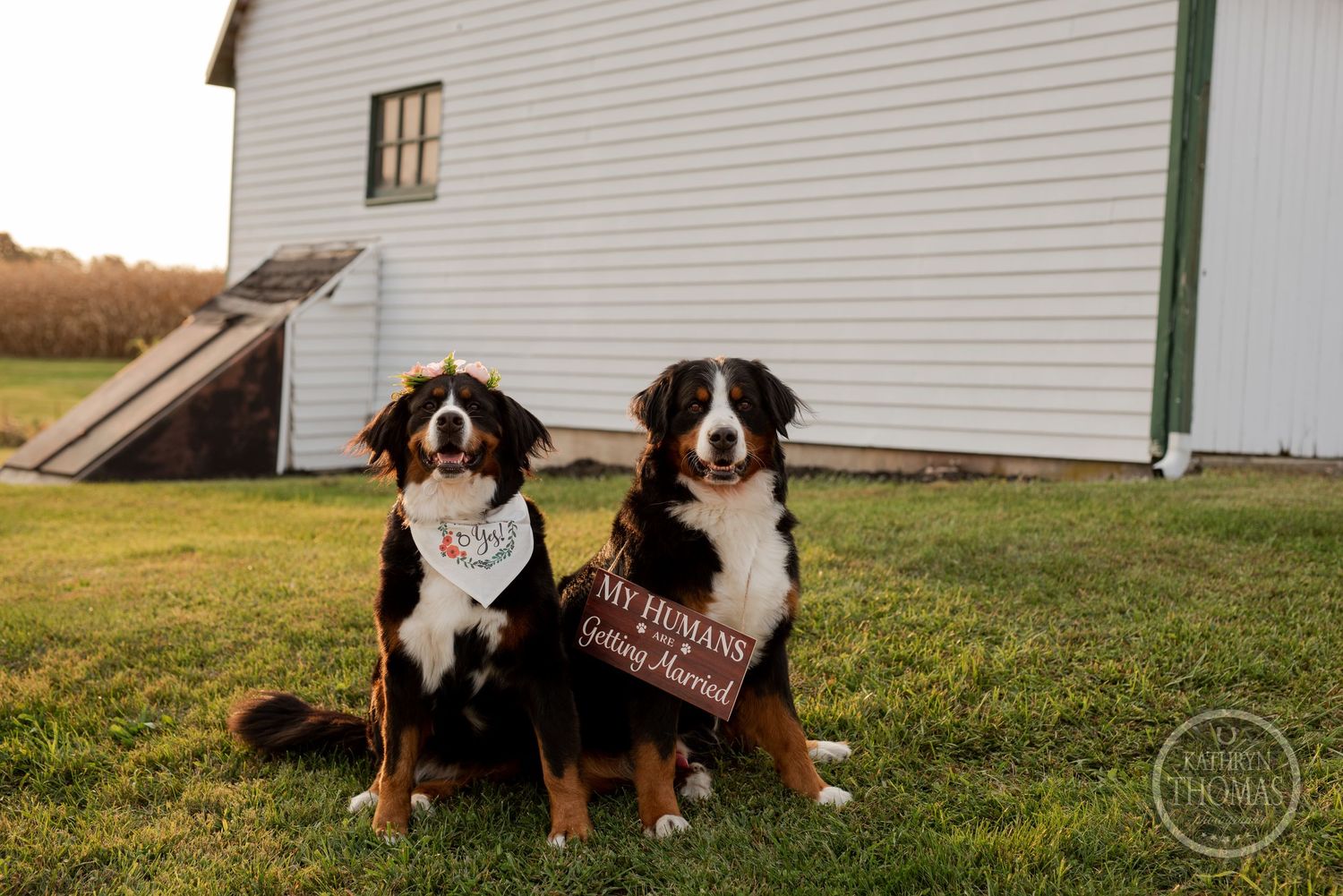 Two Bernese Mountain Dogs sit with a sign in front of a white barn.