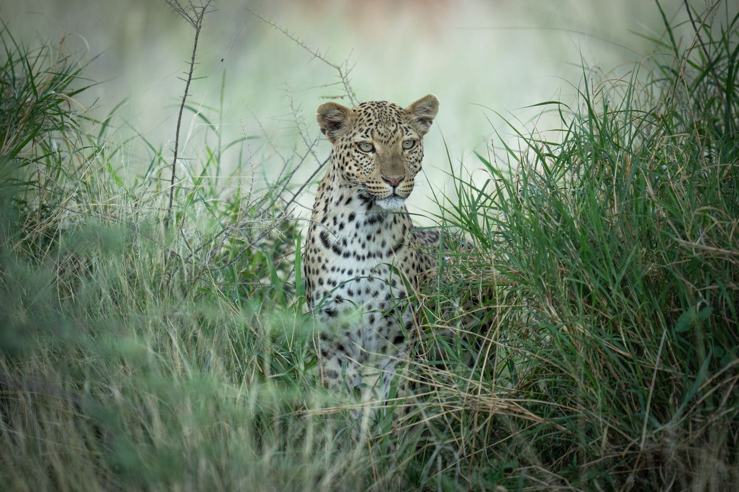 Leopard peers through tall grass while hunting in natural habitat.