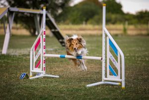Kutyafotózás
Agility