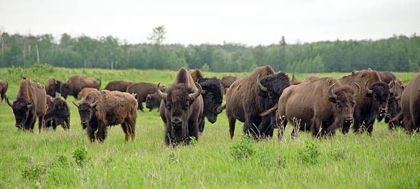 Herd of Buffalo