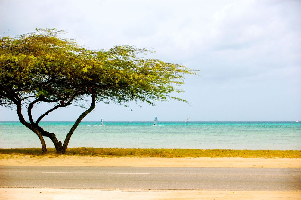 A lone acacia tree stands along a pristine beach with turquoise waters and sailboats in the distance.