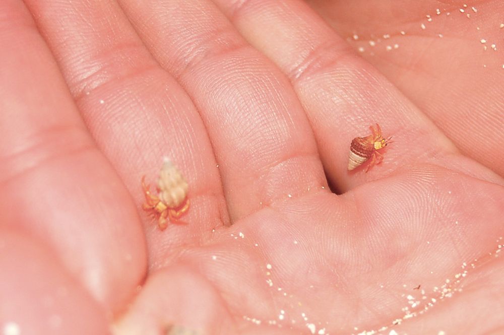 Two tiny hermit crabs resting in an open palm with sand.