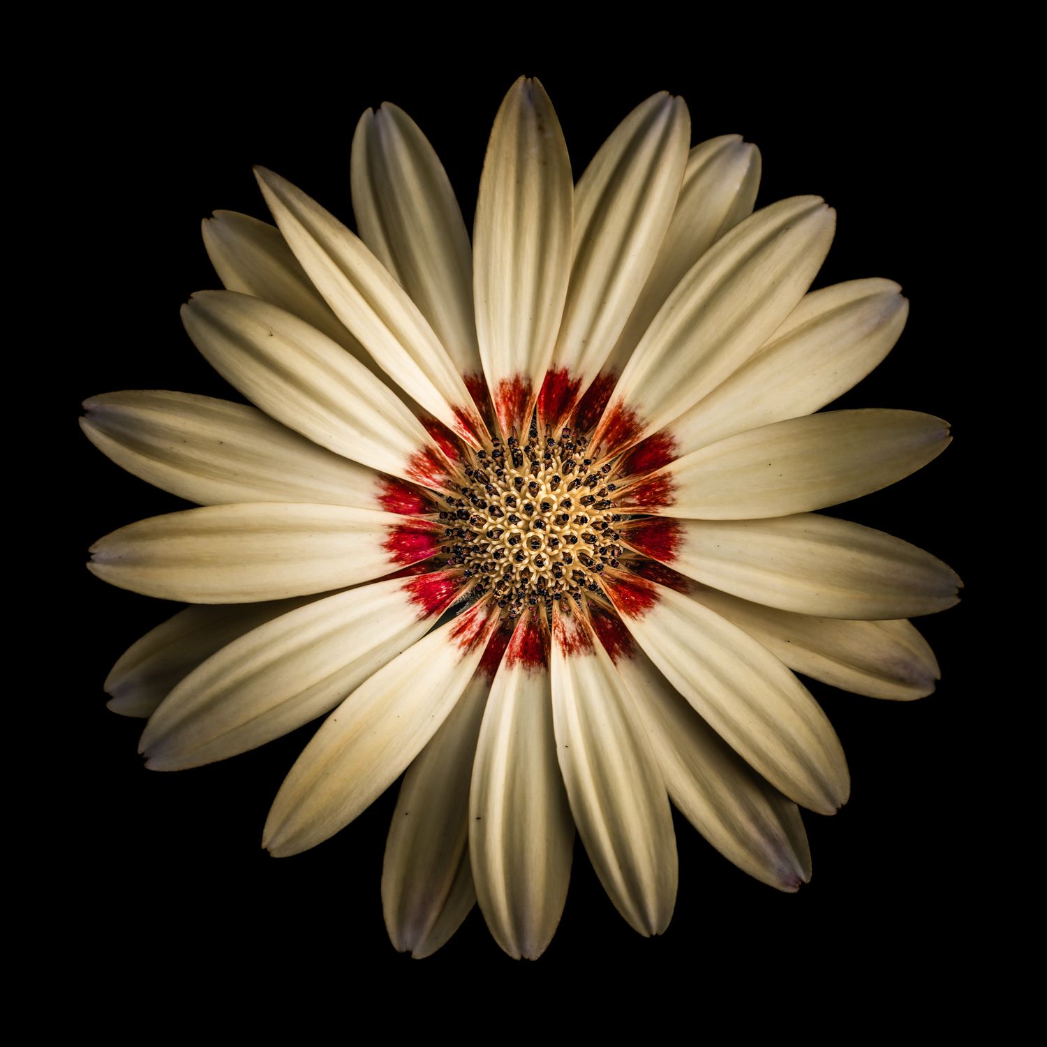 John Peters Photography