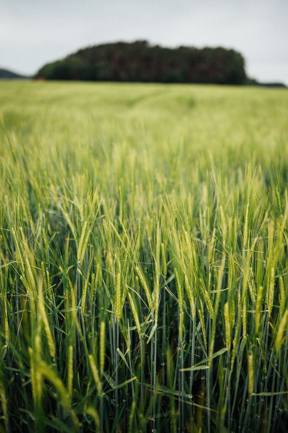 Close-up view of young green wheat stalks growing in agricultural field with treeline in distance.