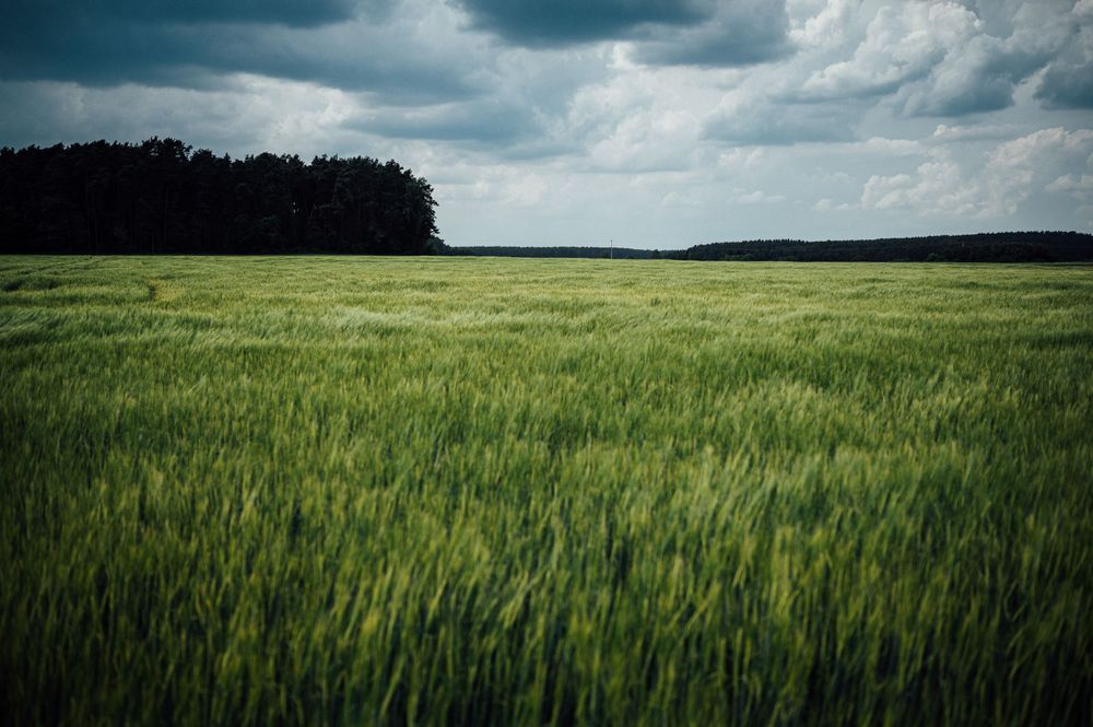 Rolling green wheat field under dramatic cloudy sky with dark forest edge in background.