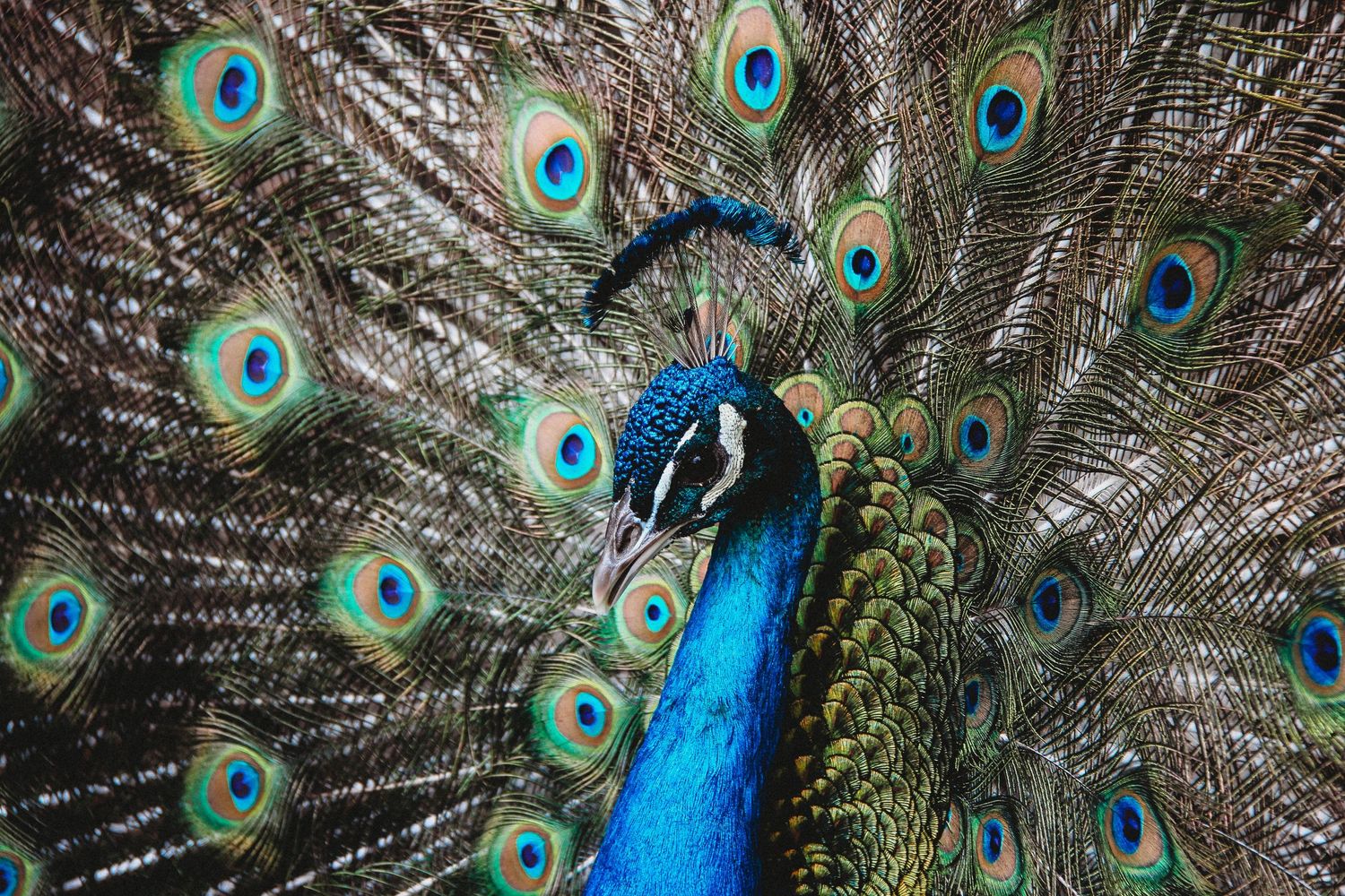 Close-up of vibrant blue peacock displaying colorful tail feathers.