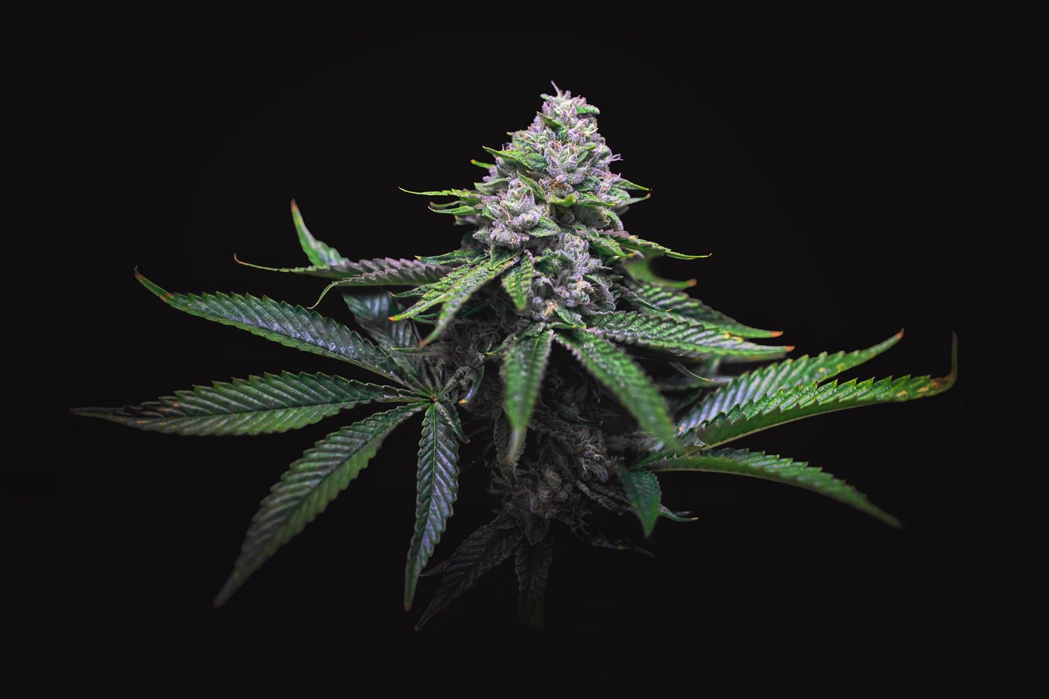 Cannabis plant with purple-tinted buds and green leaves photographed against black background.