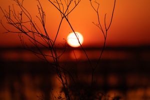 Bare tree branches silhouetted against orange sunset and water reflection.