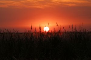 Radiant orange sun setting through wild grass silhouettes at dusk.