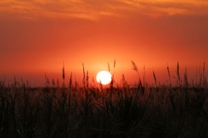 Glowing sunset sphere descends behind silhouetted grass stalks.