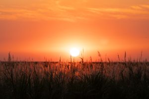 Brilliant orange sunset glows through delicate grass silhouettes on the horizon.