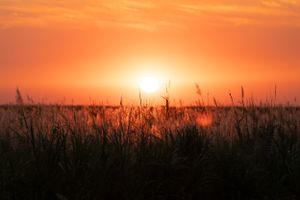 Golden sun sinking into horizon through wispy grass stalks at dusk.