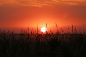 Bright orange sun disk framed by wild grass silhouettes at sunset.