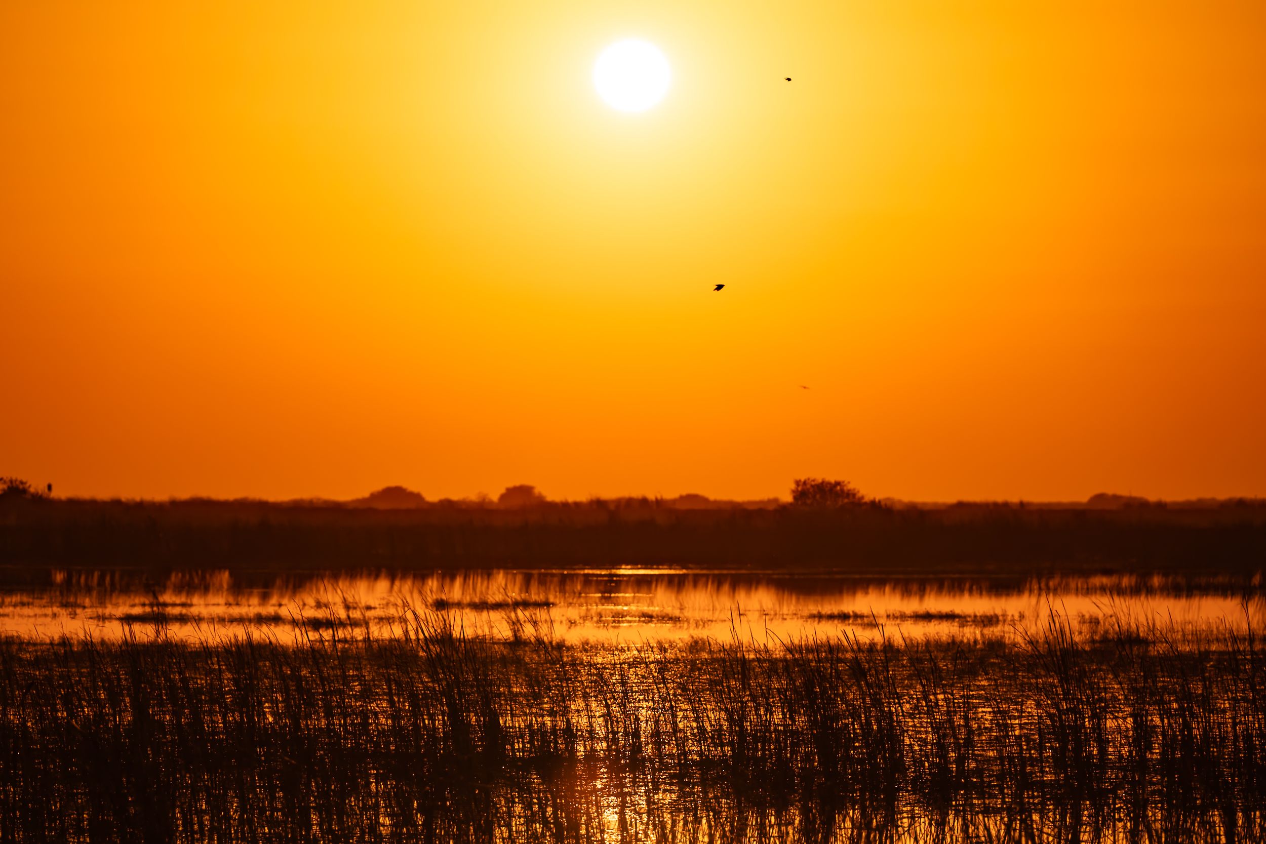 Dramatic orange sunset over wetlands with sun reflecting on still water.