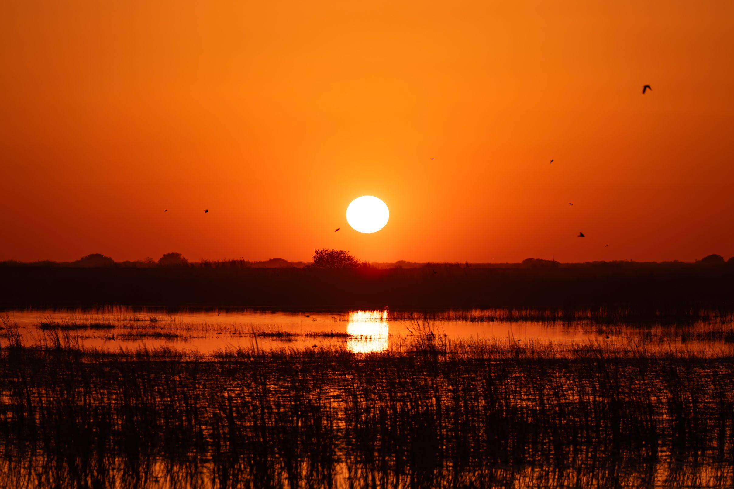 Vibrant sunset over marsh with birds flying against orange sky.