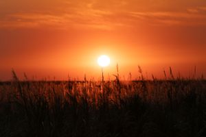 Dramatic orange sun setting behind wild grass silhouettes in a fiery summer sky.