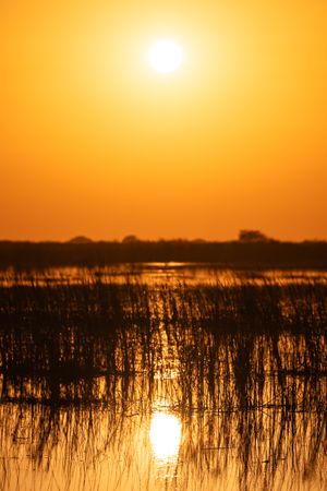Golden sunset casts warm glow over wetland landscape with water reflection.