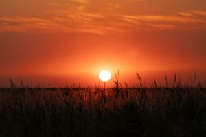 Perfect round sun disk setting behind tall grass silhouettes in an orange sky.