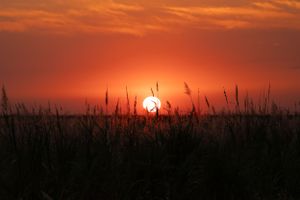 Dramatic orange sunset silhouettes tall grass against a vibrant sky with glowing clouds.