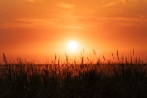 Vibrant orange sunset illuminates tall grass silhouettes against a glowing sky.