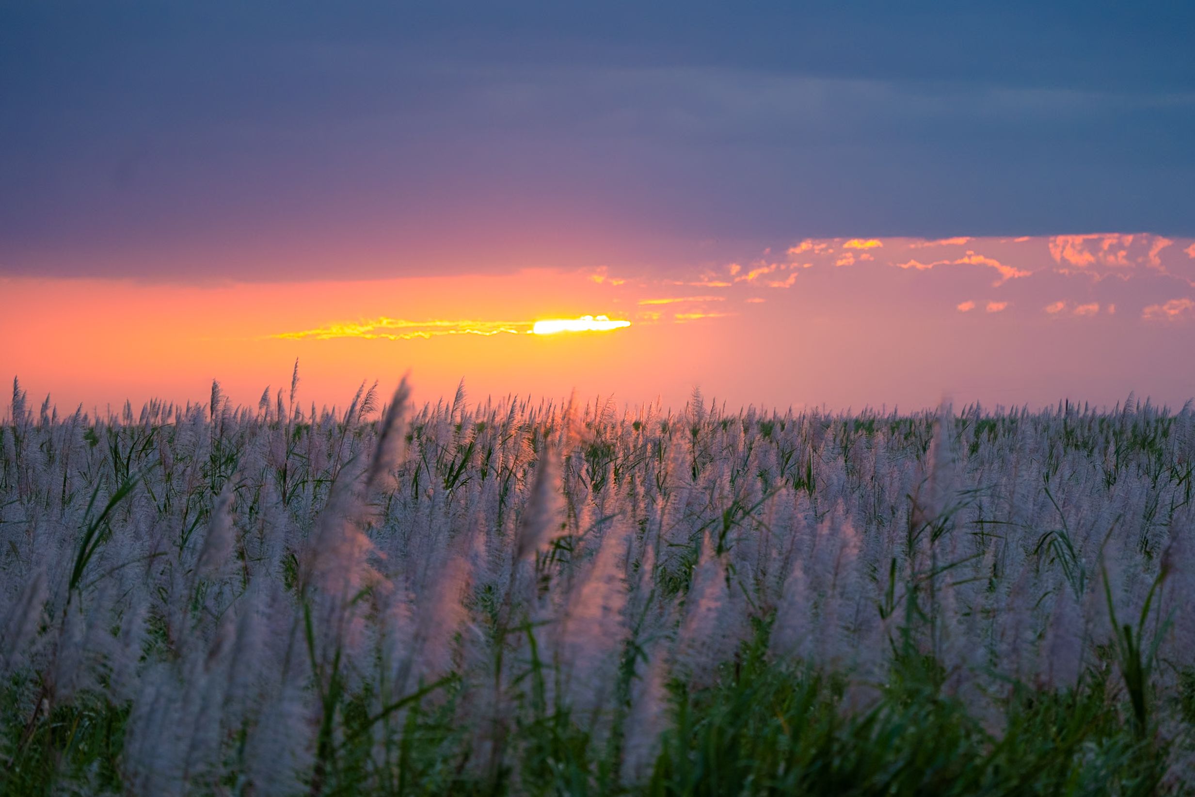 Purple and orange sunset sky illuminates a sweeping field of tall grass.