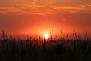 Majestic sunset creates dark grass silhouettes against a burning orange sky.