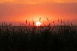 Golden sun setting behind marsh grasses creates a stunning silhouette against an orange sky.