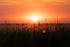 Blazing sunset casts warm light through tall grass stems in silhouette.