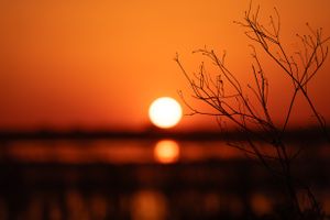 Silhouetted bare branches frame setting sun over calm water.