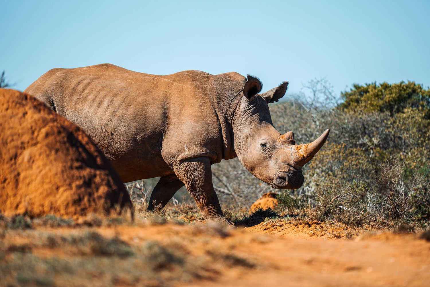White rhinoceros move across dusty terrain in a wildlife reserve.