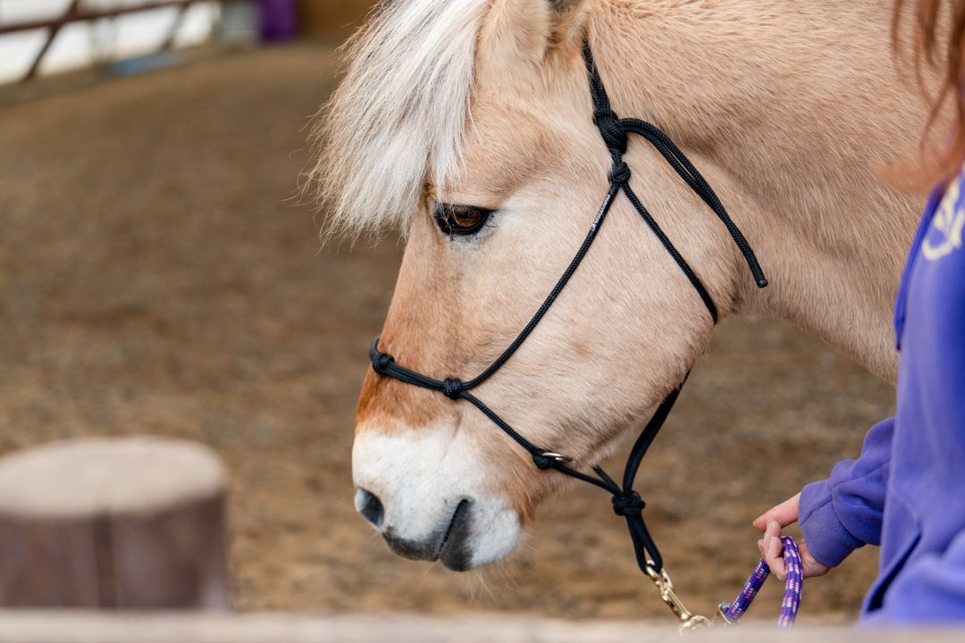 side profile of a horse
